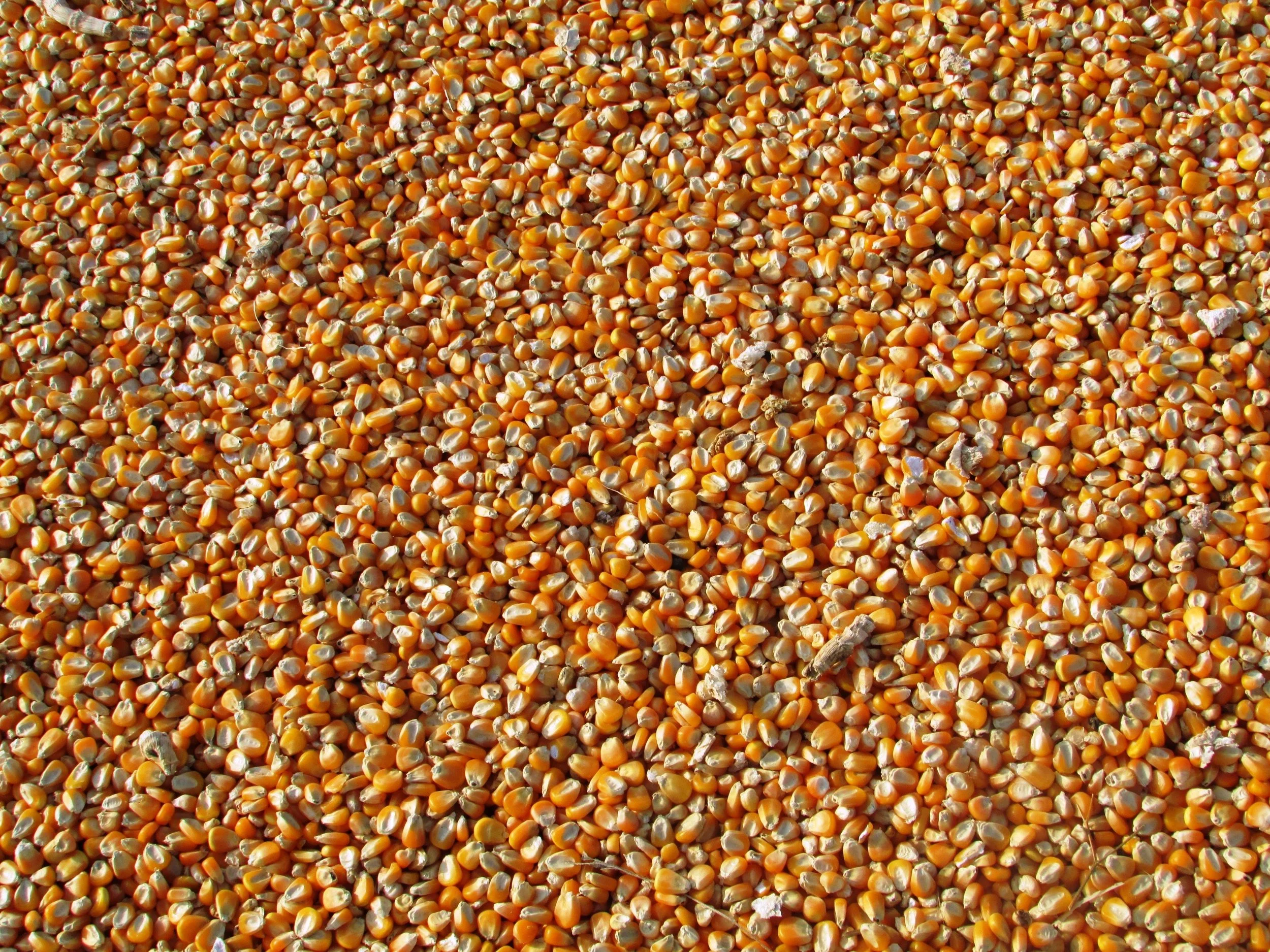 corn-dried-corn-seeds-food-60507.jpg