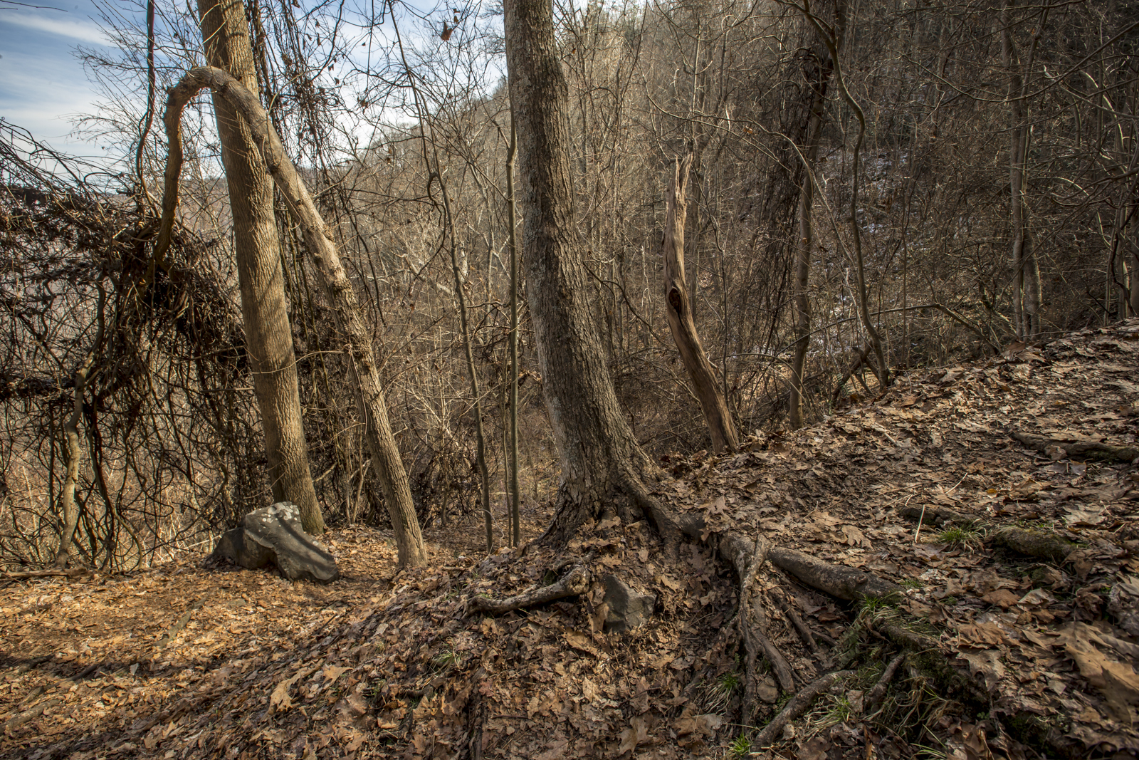 trees-along-kaymoor-miners-trail-in-fayetteville-west-virginia-on-march-14-2014-after-noon.jpg
