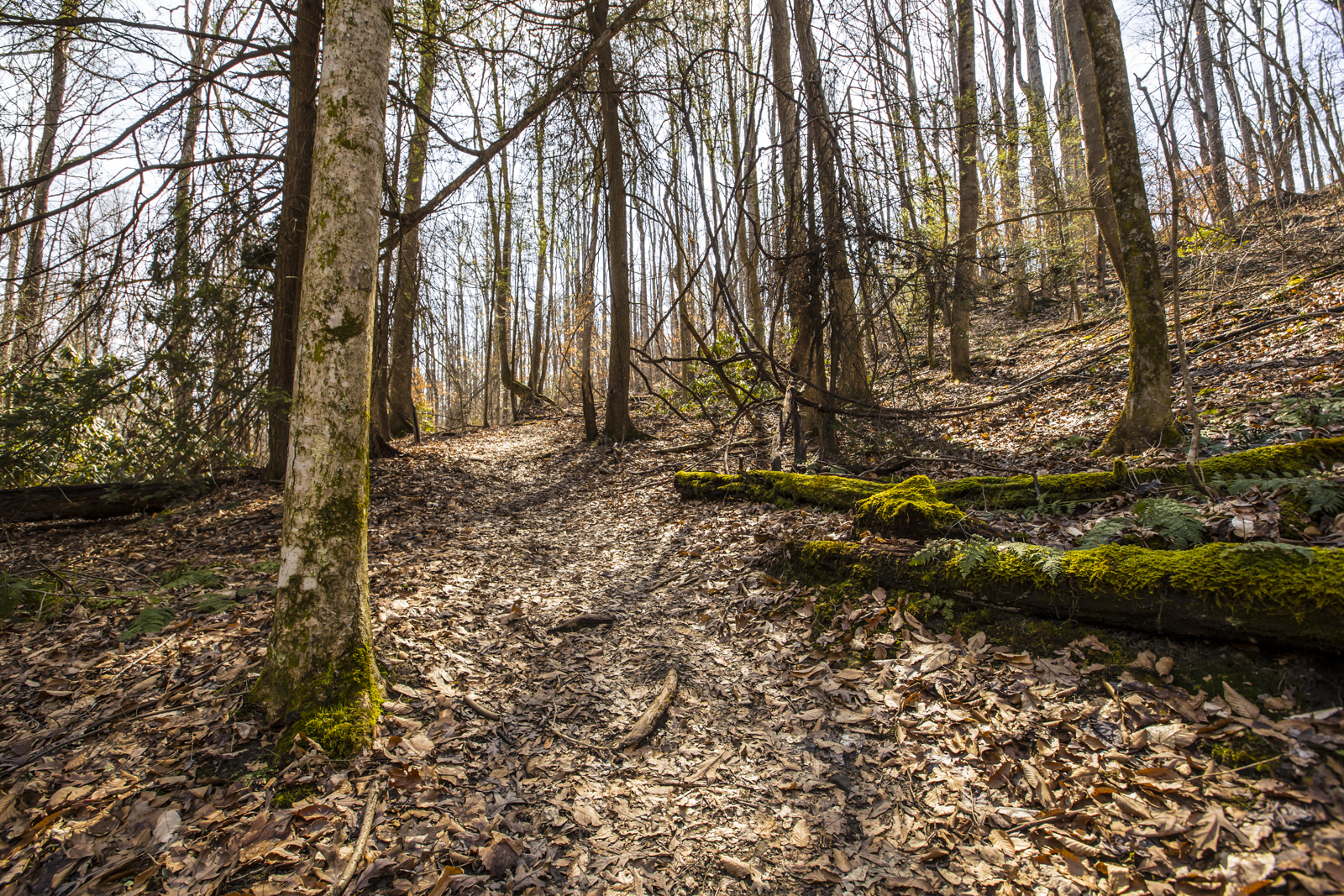 trees-along-kaymoor-miners-trail-in-fayetteville-west-virginia.jpg