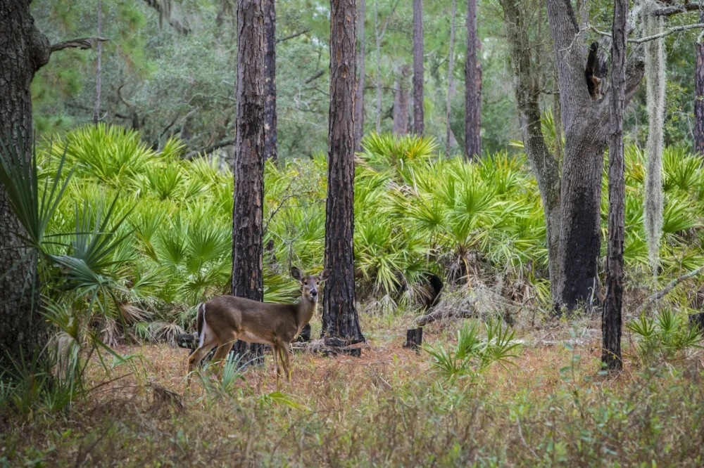 A Deer and Palmetto Bushes at Kissimmee State Park, Florida, on December 27, 2014.jpg