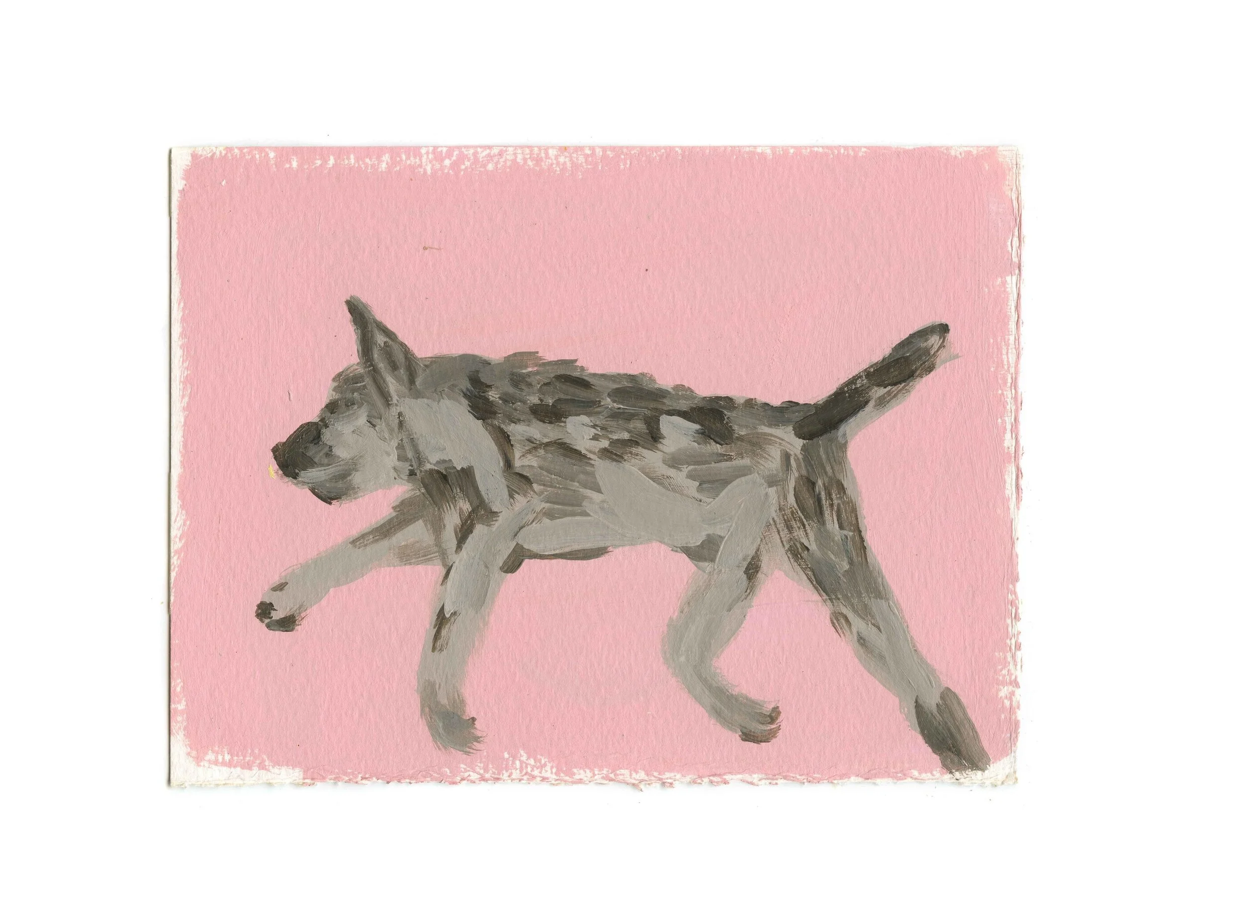 Asahi%28dog%29-WEB.jpg