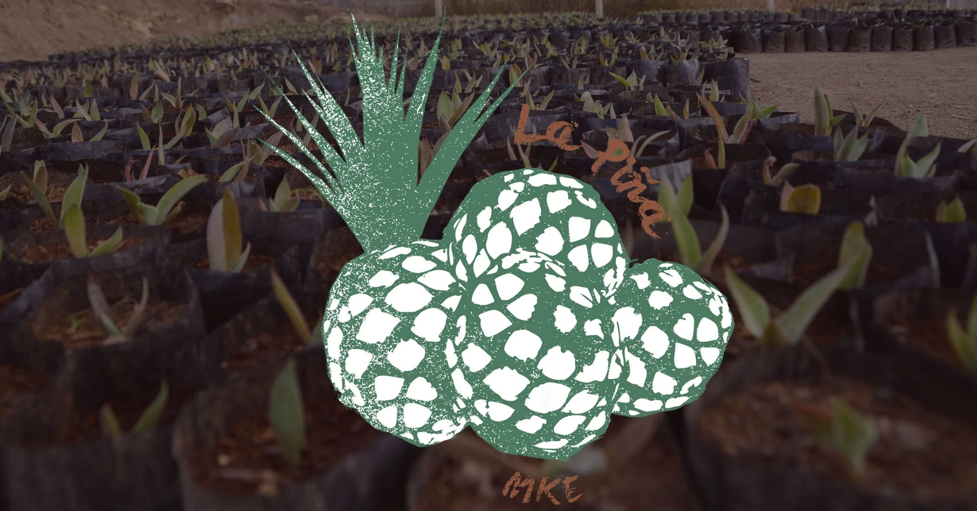 Sustainability in Mezcal