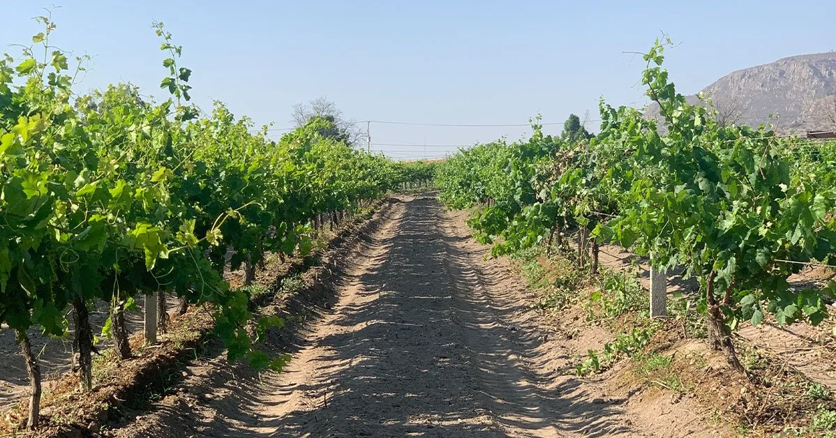 Mexican Independence is Rooted in its Vineyards