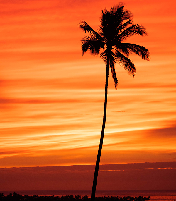 Hawaii Sunset Palm Tree Photo Anthony Quintano Visual Journalist Hawaii Sunset Palm Tree Photo Anthony Quintano Visual Journalist
