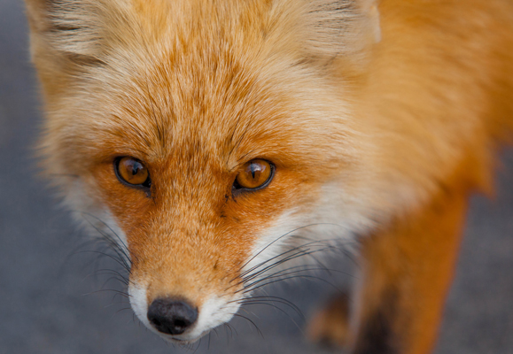 Red Fox Eyes — Anthony Quintano |