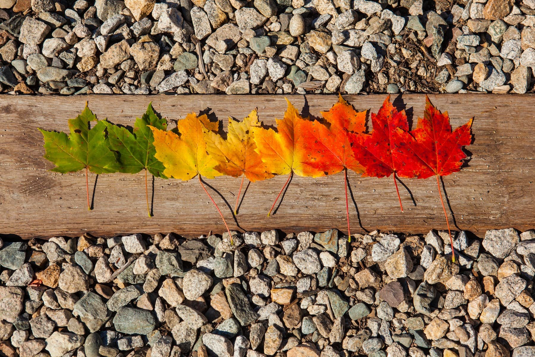 The Science Behind Fall Foliage: Why, How, and When Leaves Change Color