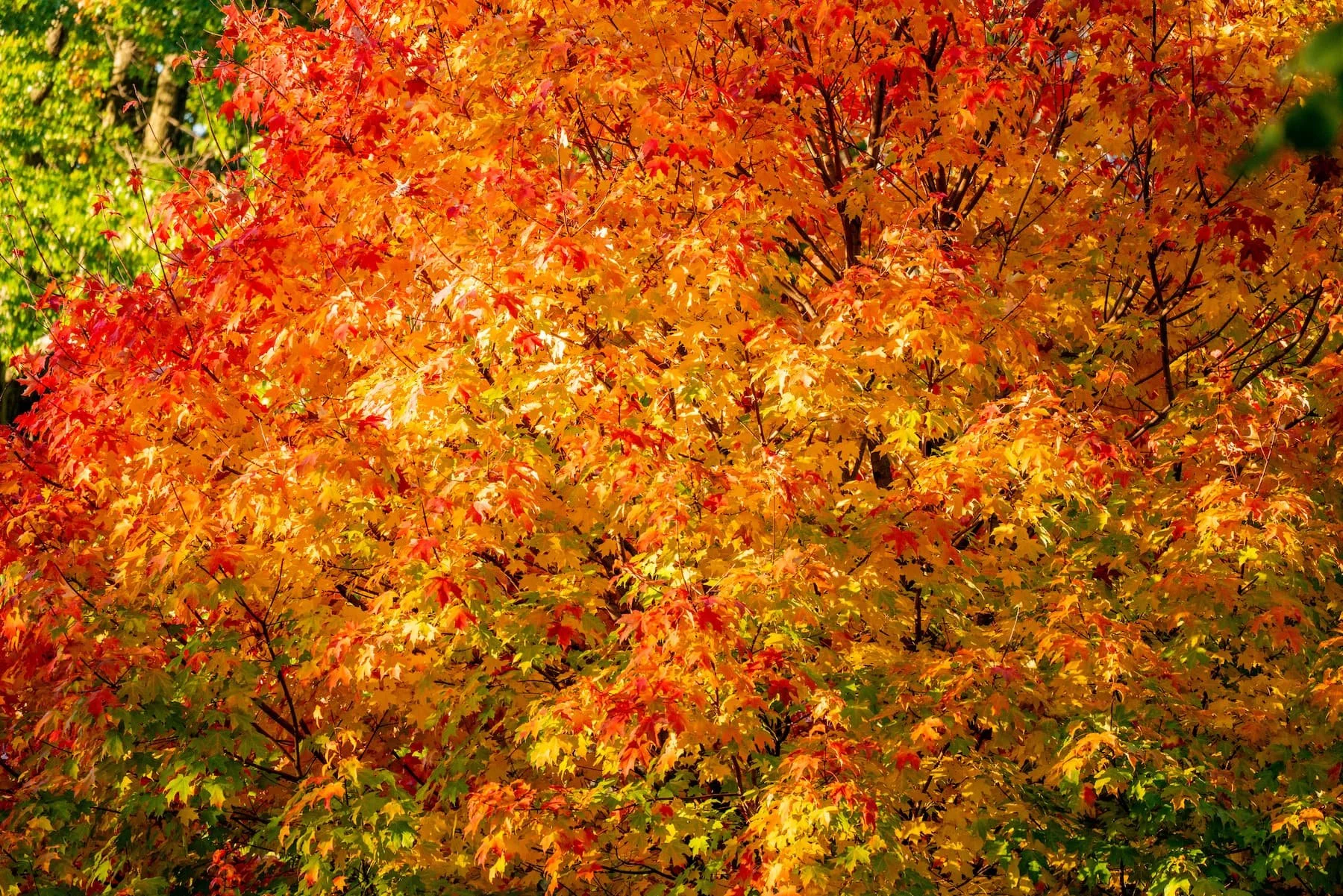 Dense maple tree canopy showing red, orange, yellow, and green leaves all at once during mid-season fall color transition, lit by late afternoon sun.