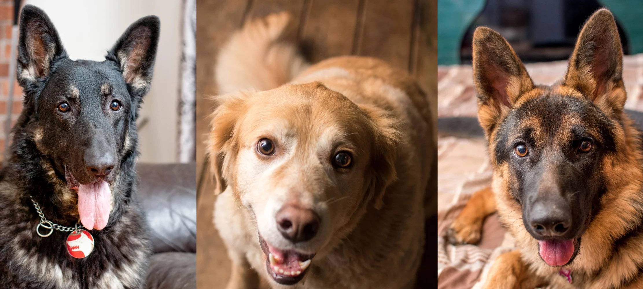 human grade raw dog food