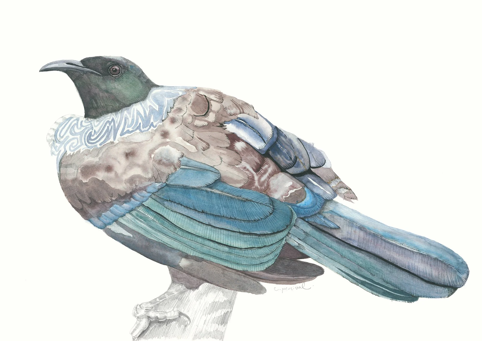 Tui_2000.jpg