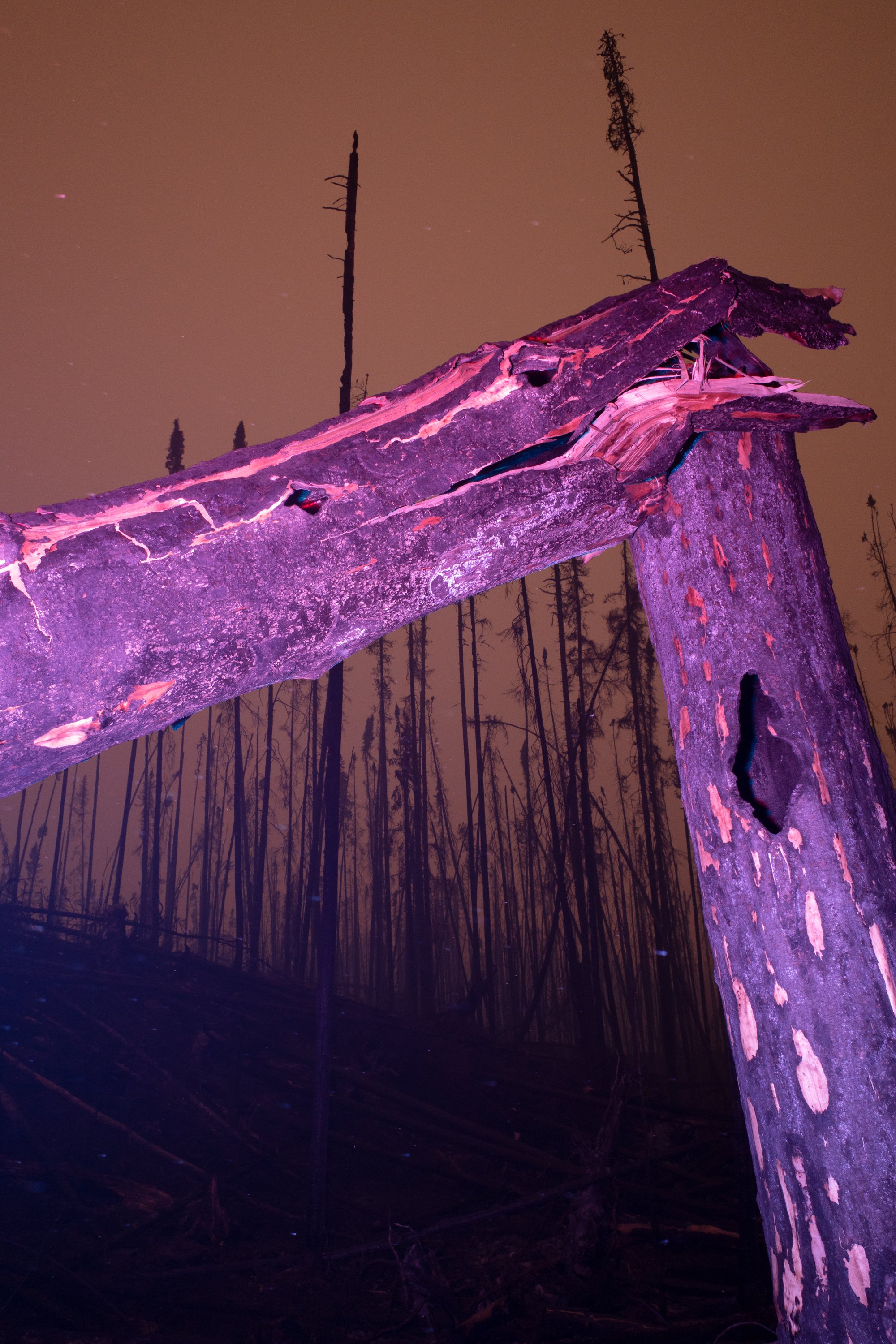 Lastsurvivor_160.jpg