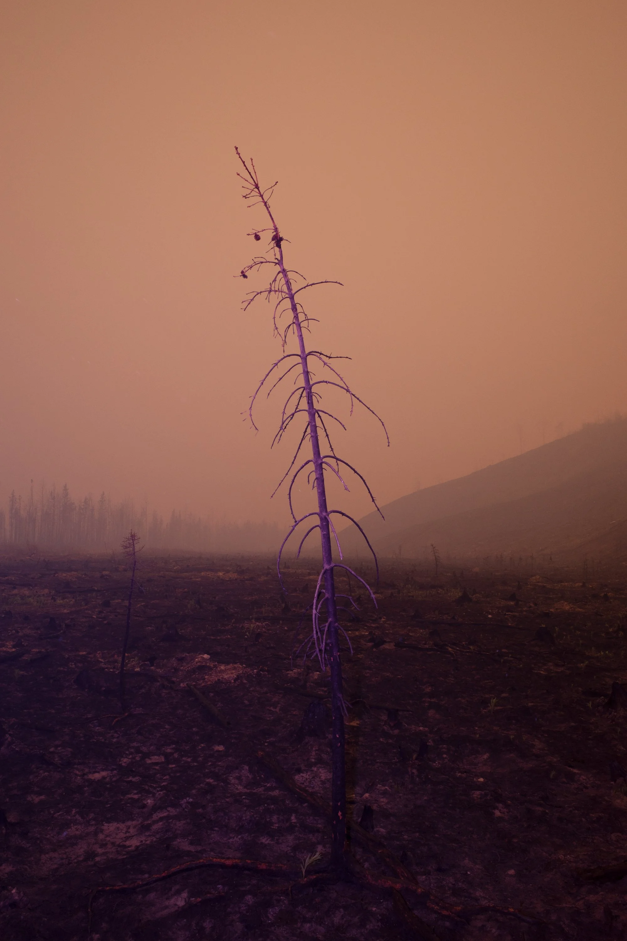 Lastsurvivor_155.jpg