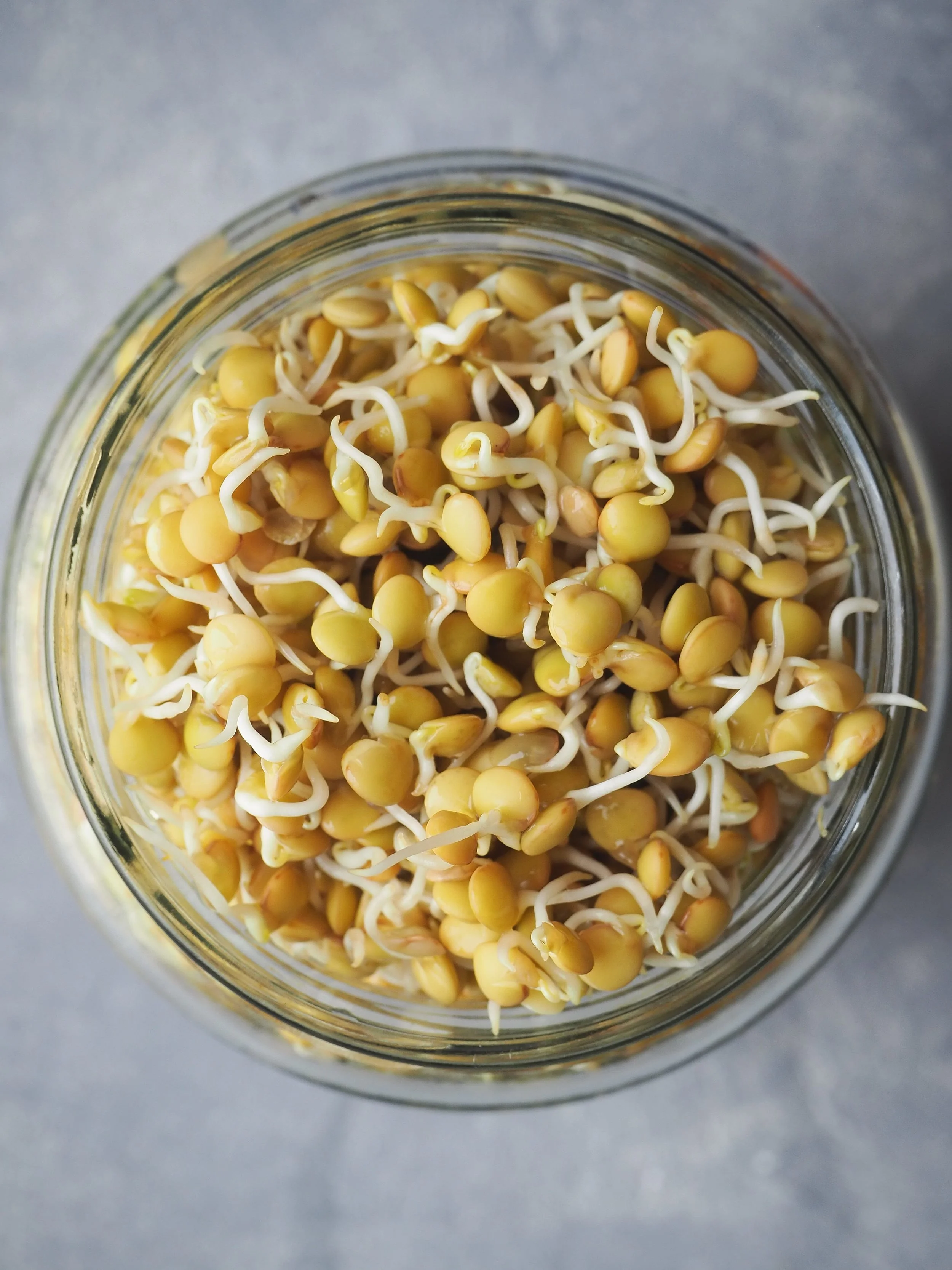 How-To-Sprout-Lentils.jpg