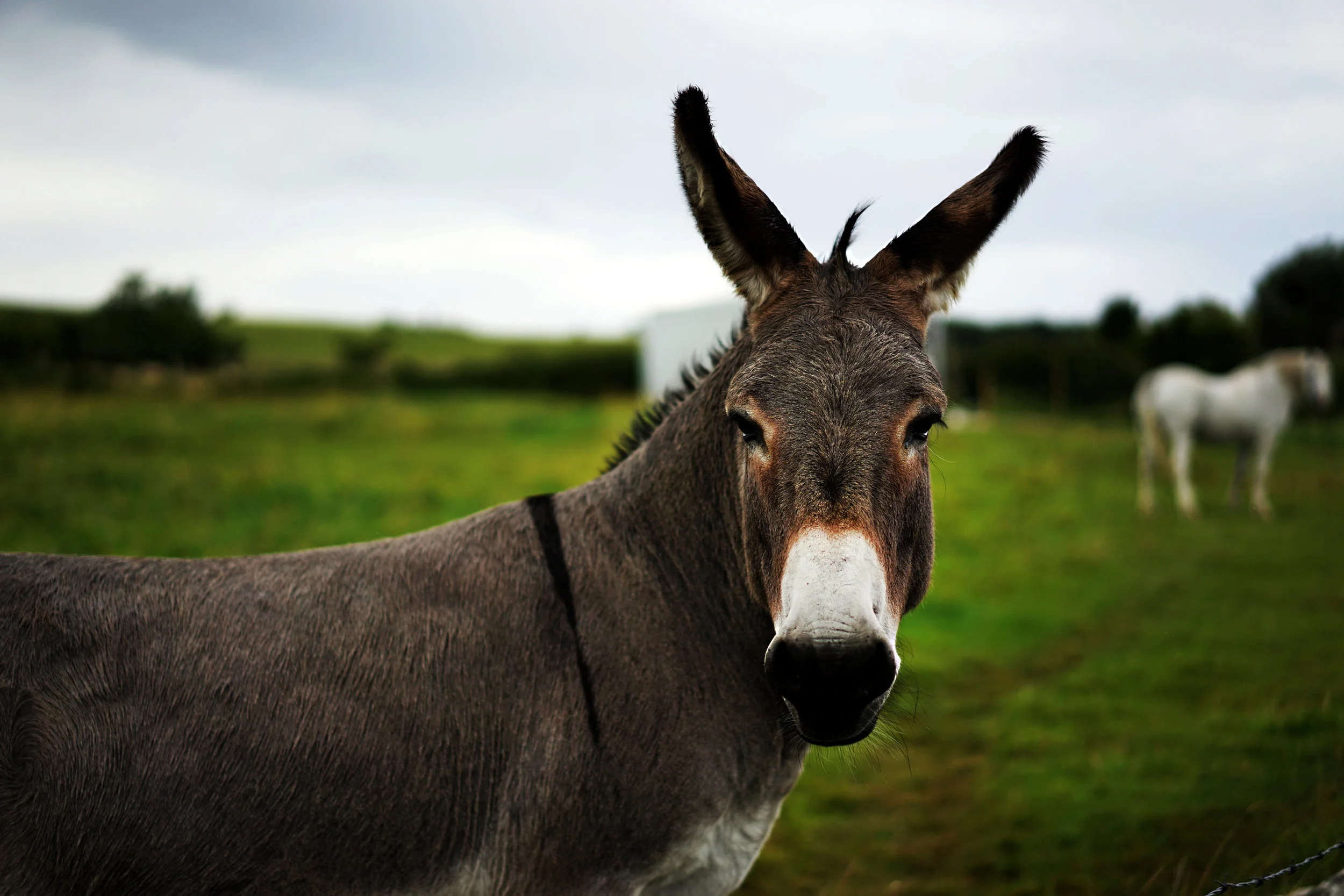 Token Donkey 01.jpg