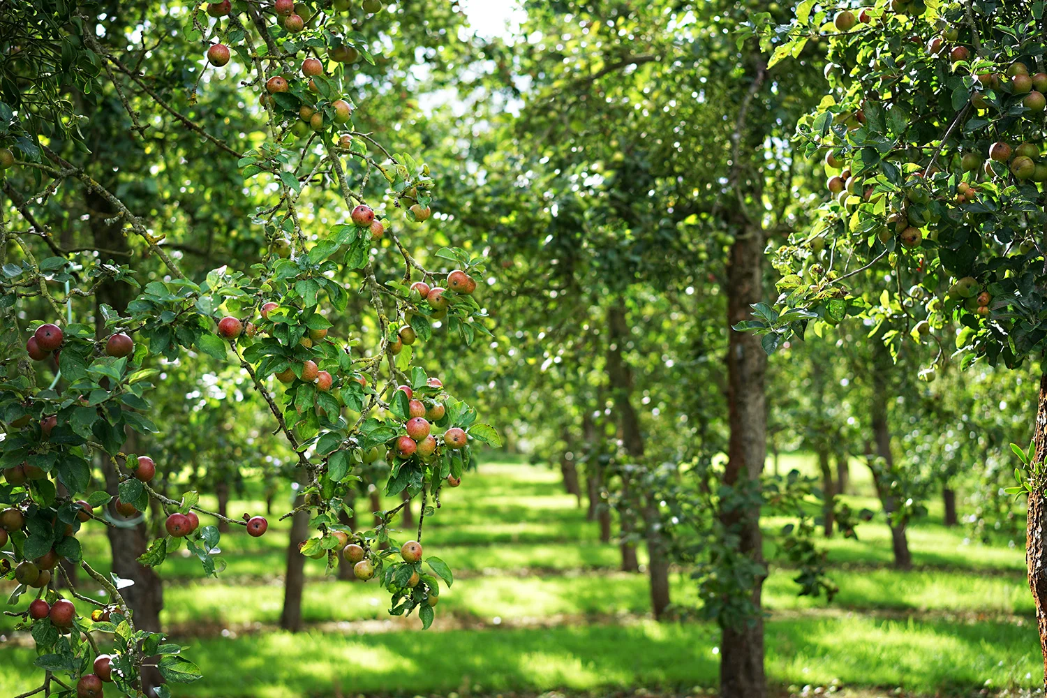 Olivers Cider 6.jpg