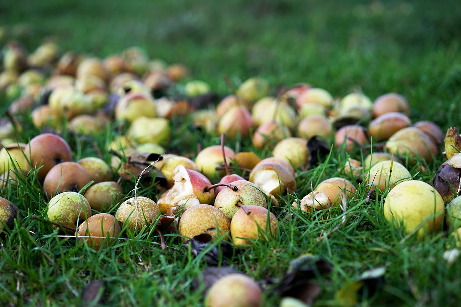 Olivers Cider 4.jpg