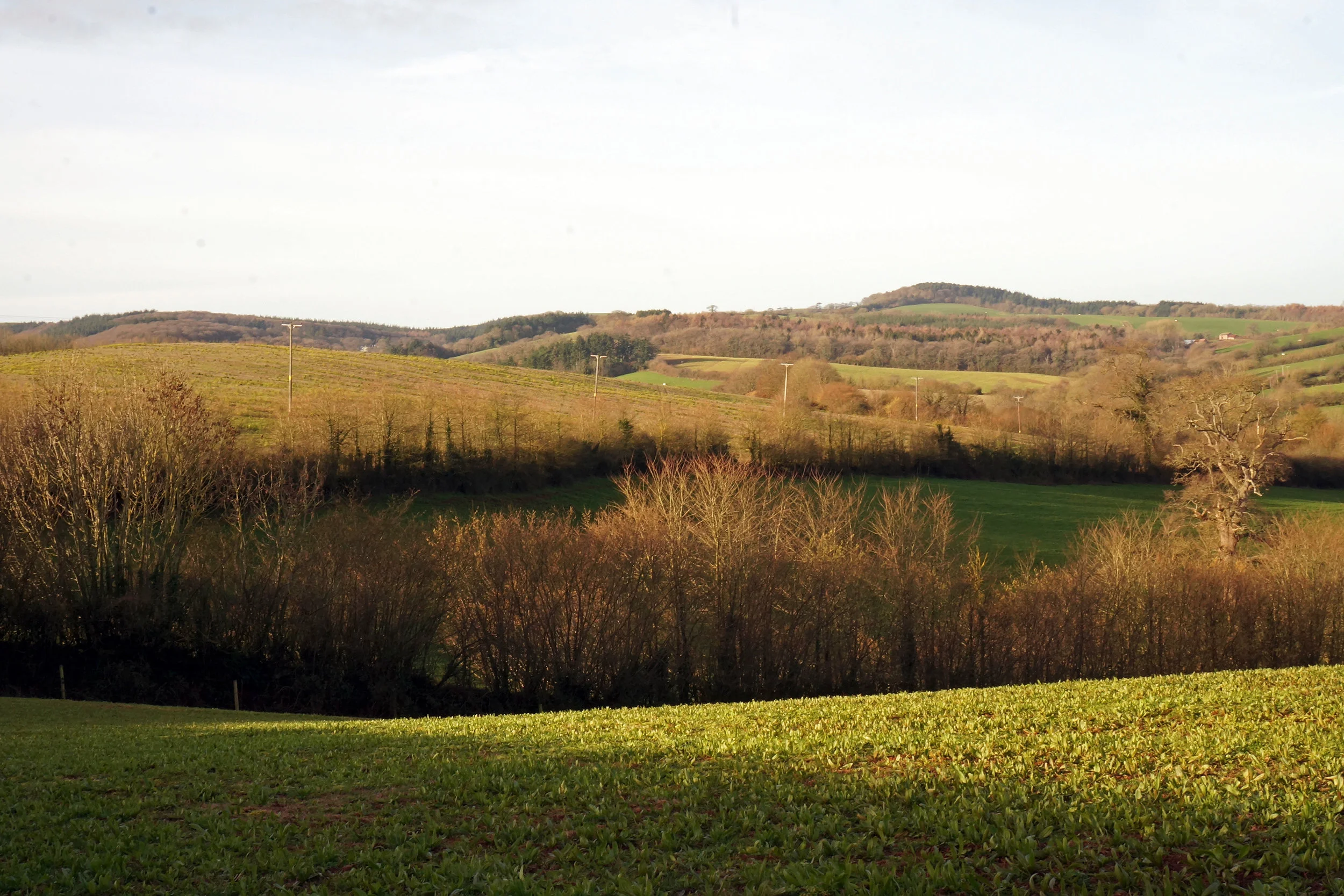 2.MorningFields.jpg