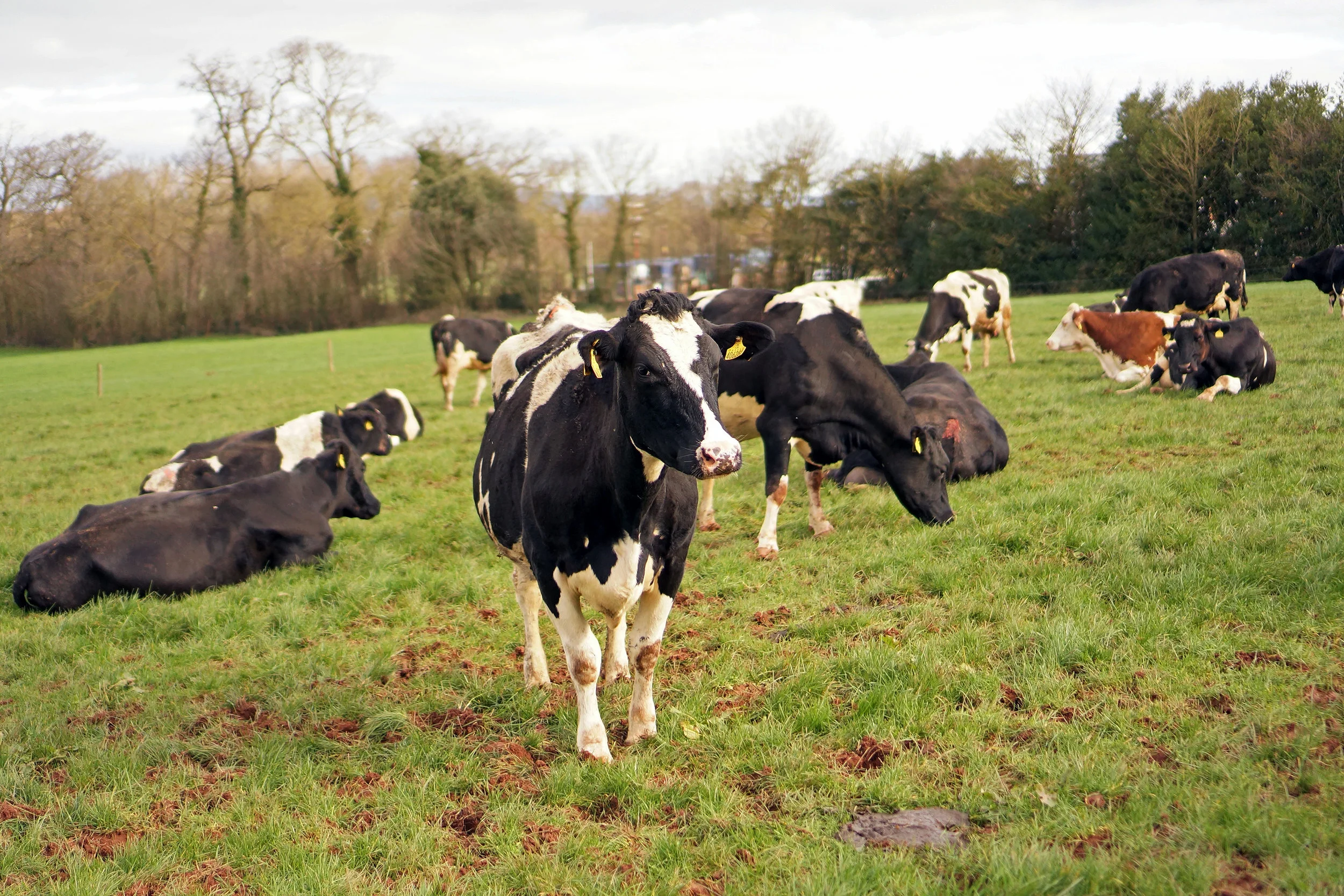 AlternativeCows(1).jpg