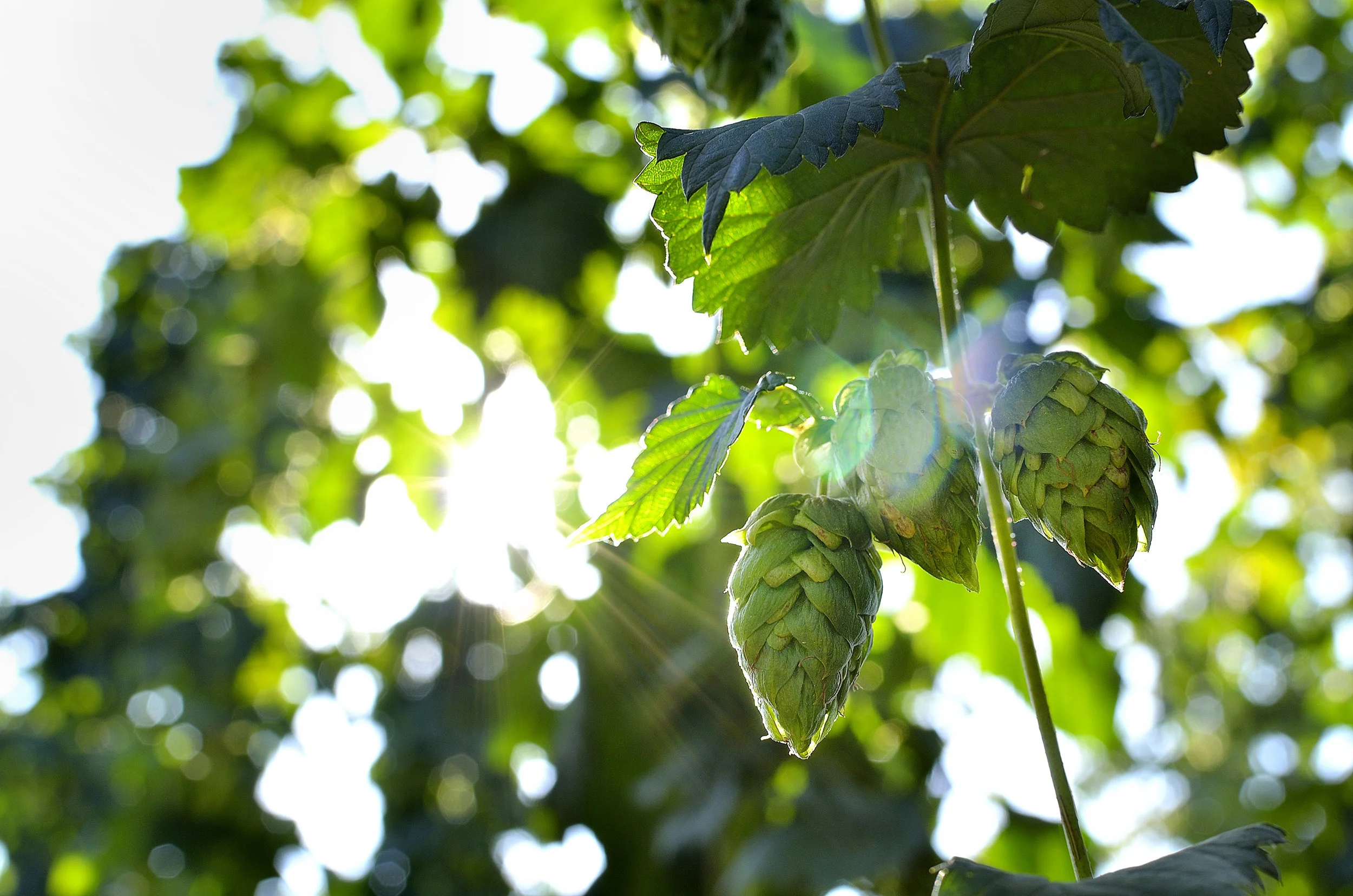 Down by the River — The Hop Farmers of Spain's Órbigo Valley
