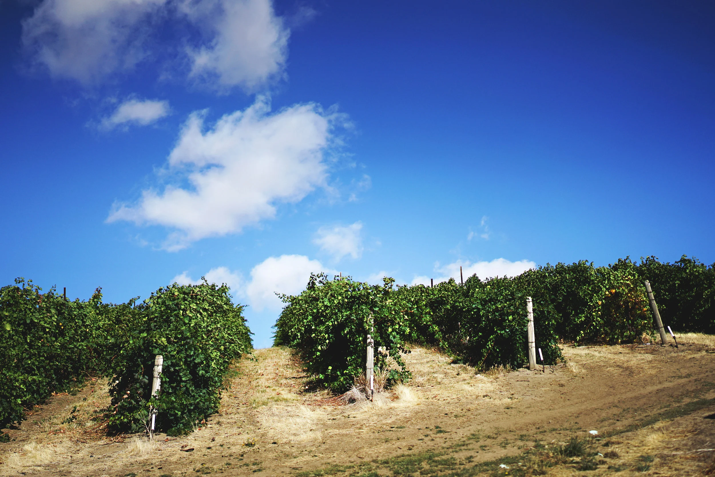 Vines 002(1).jpg