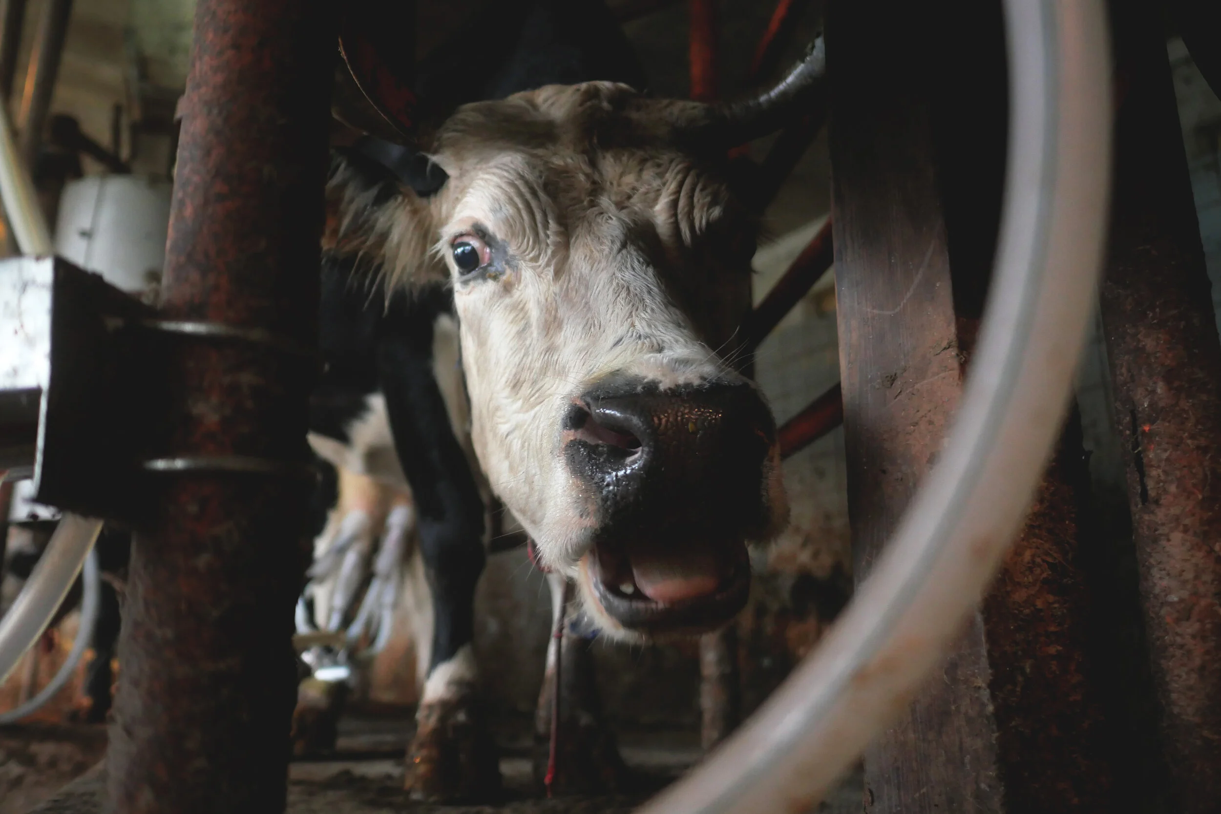 Men Who Stare at Cows — A Day in the Life at Bobolink Dairy &amp; Bakehouse in Milford, New Jersey 