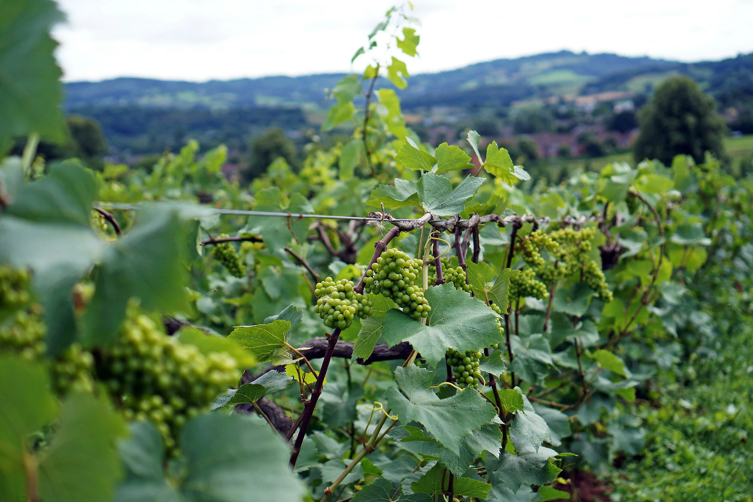Magic Dealer — Making Welsh Wine with Richard Morris of Ancre Hill Estates, Monmouth
