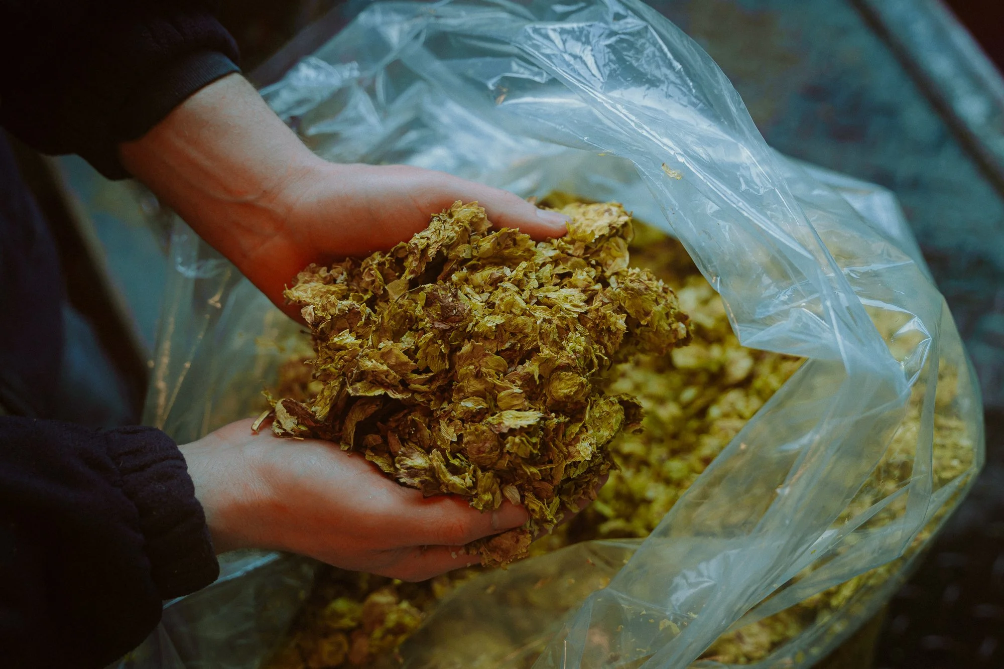 uk-cascade-hops.jpg