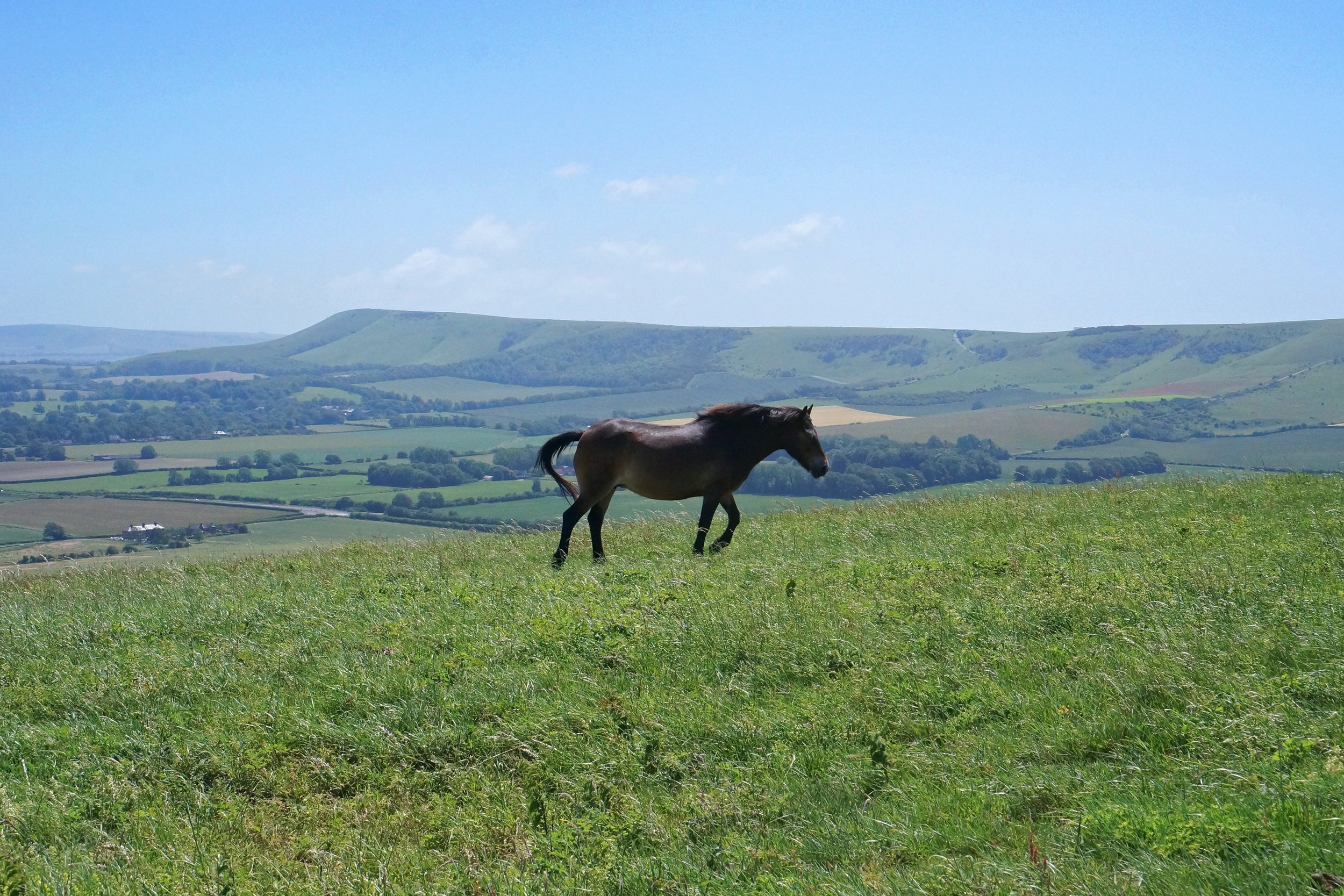 6.LoneHorse.jpg
