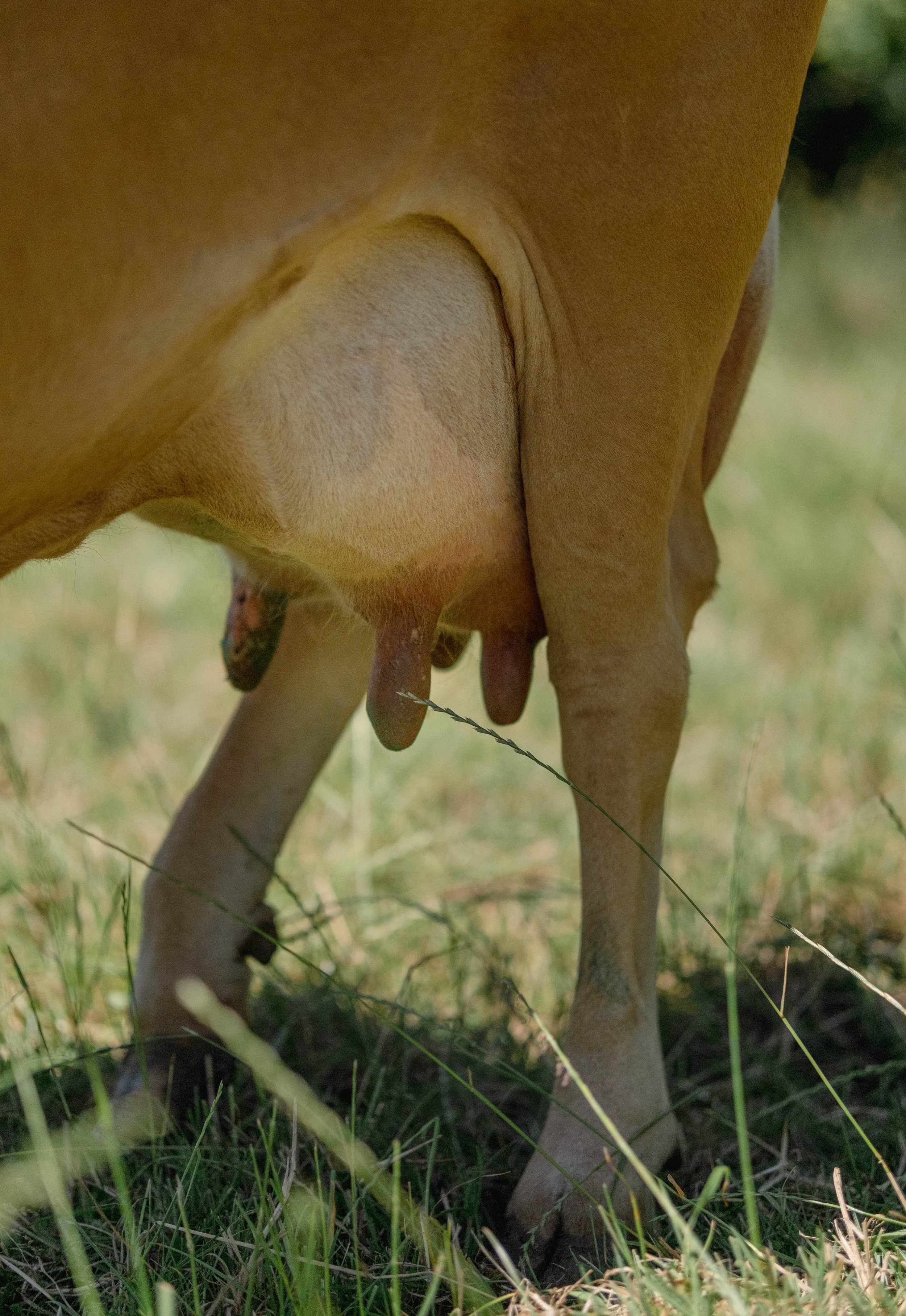 43-Udder of Froment du Léon.JPG