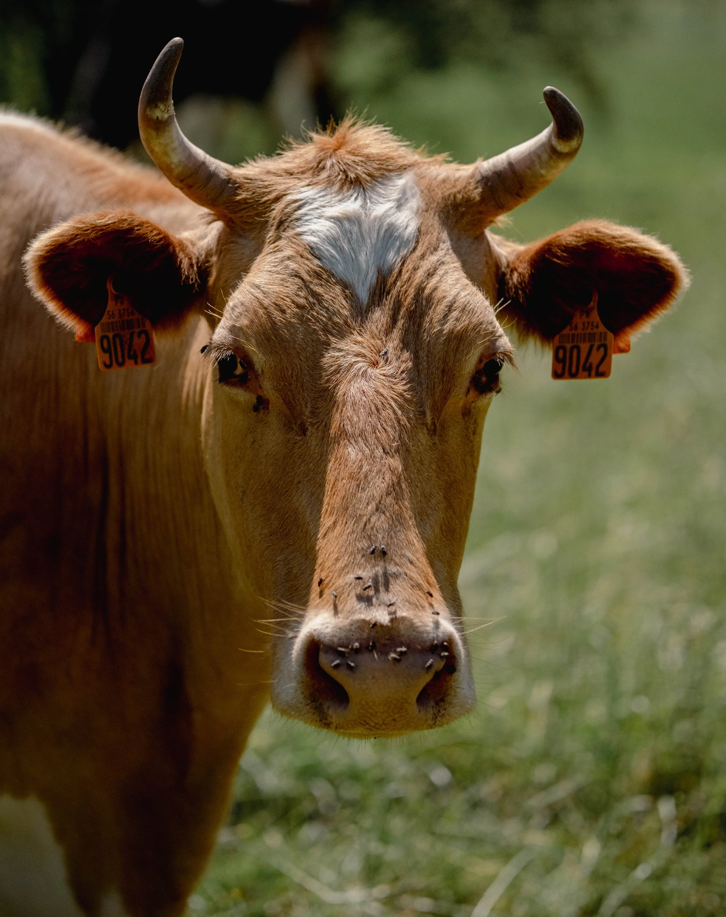 41-Froment du Léon, breed of cows from Brittany.JPG