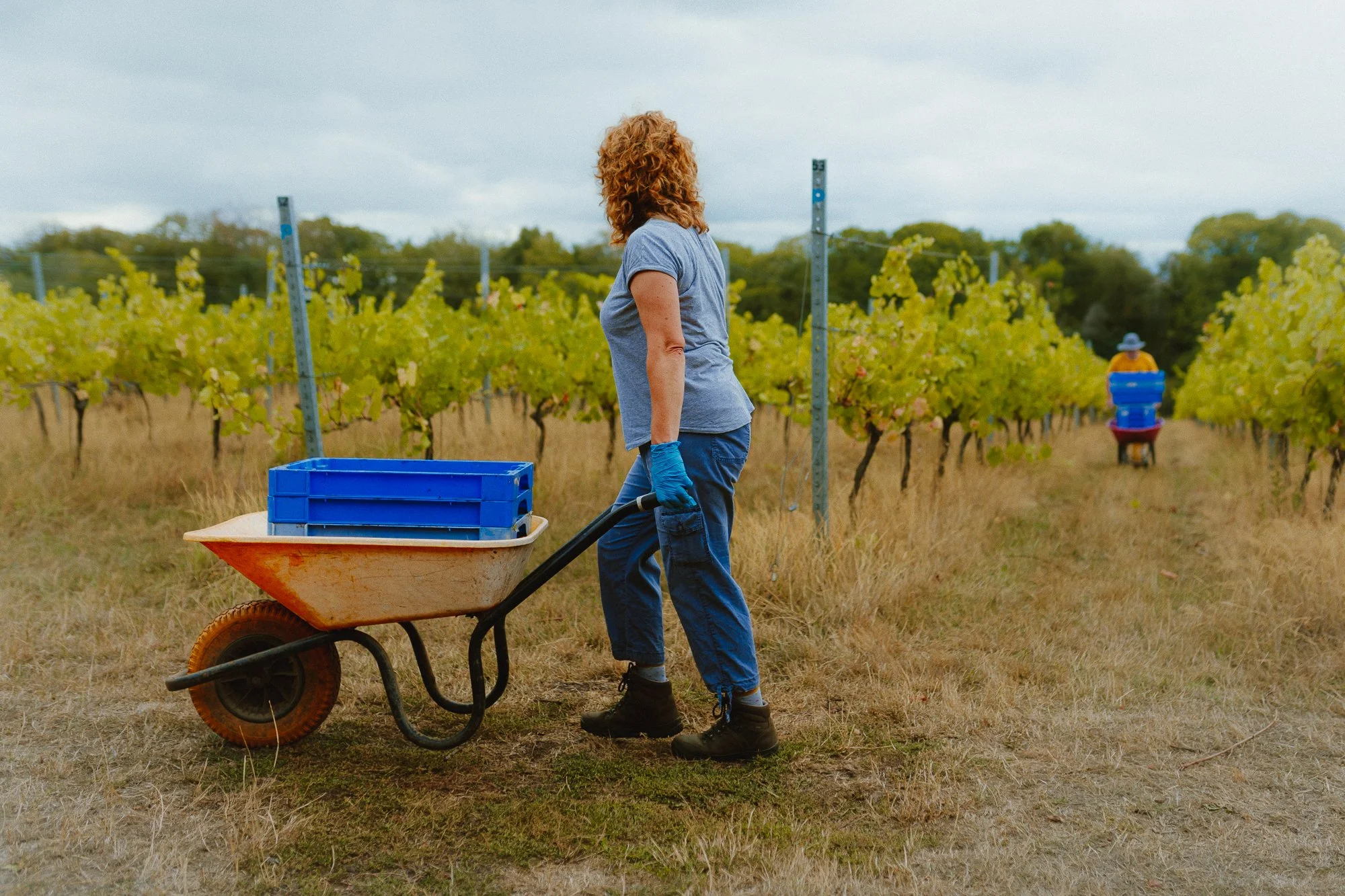 collecting-pinot-noir-grapes.jpg
