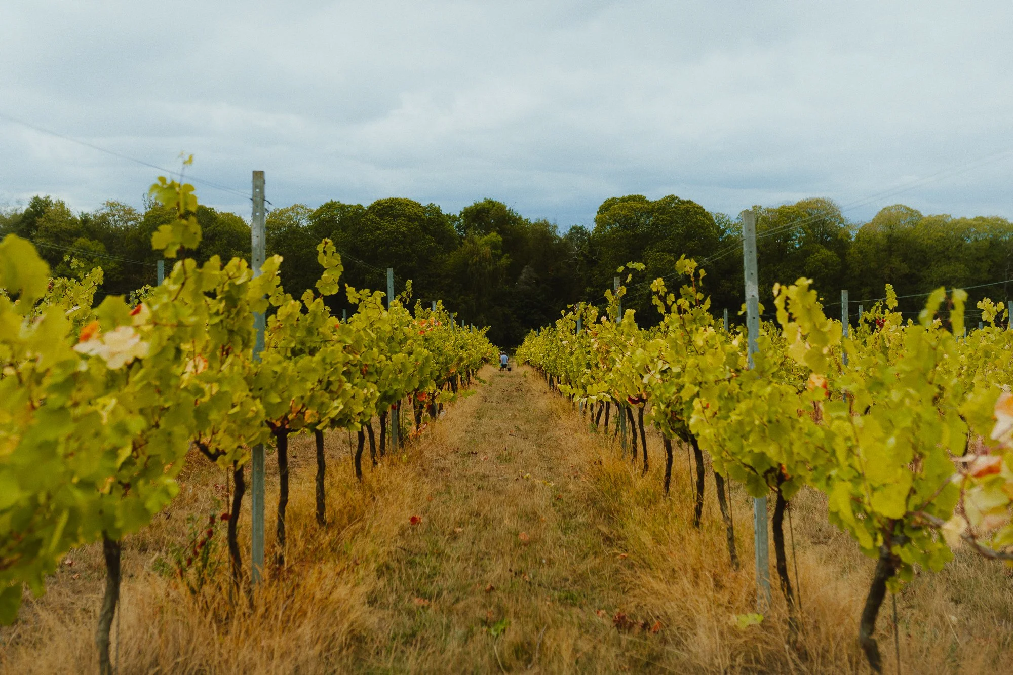 pinot-noir-grapes-plot.jpg