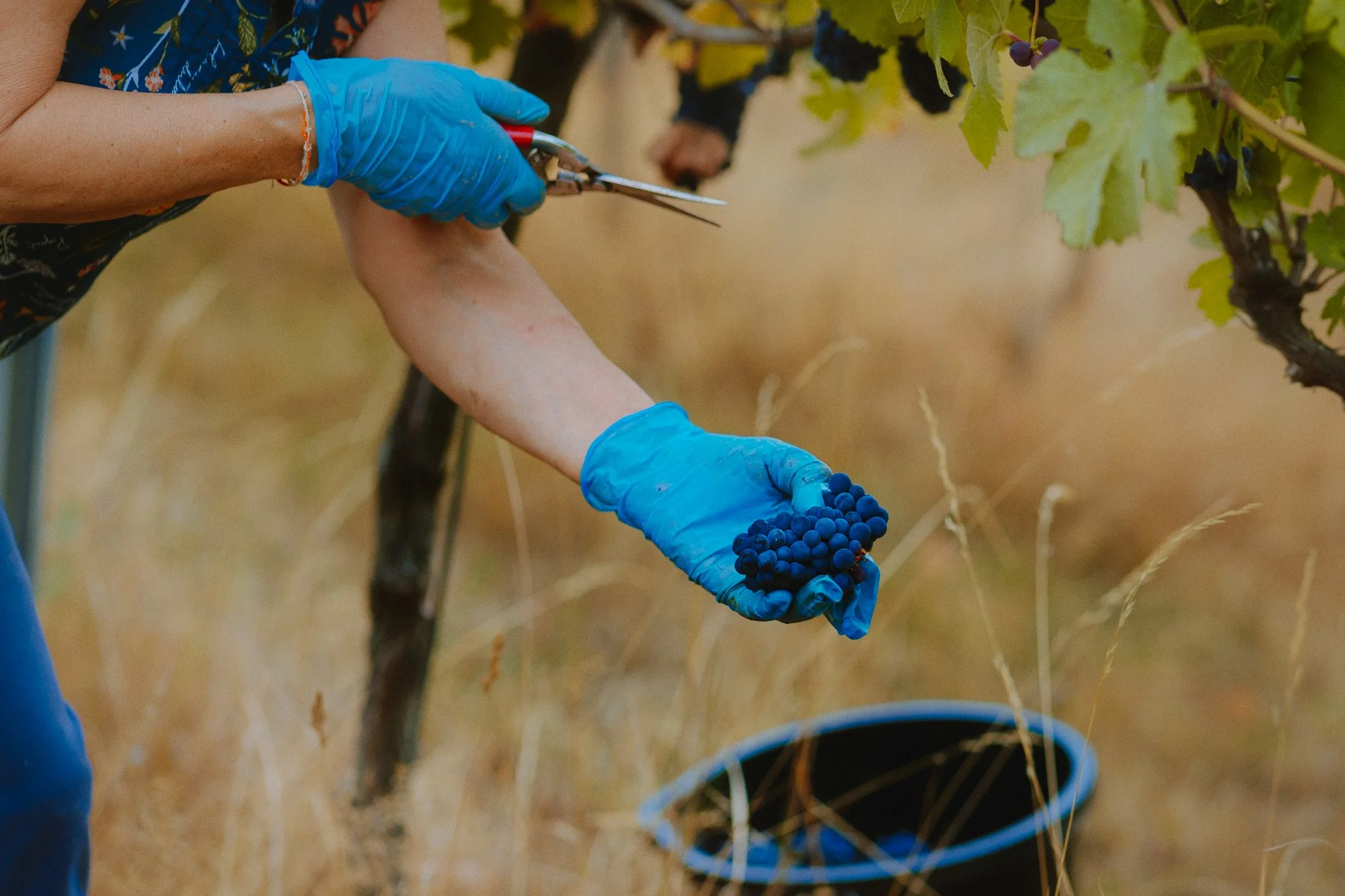 picked-pinot-noir-grapes-3.jpg