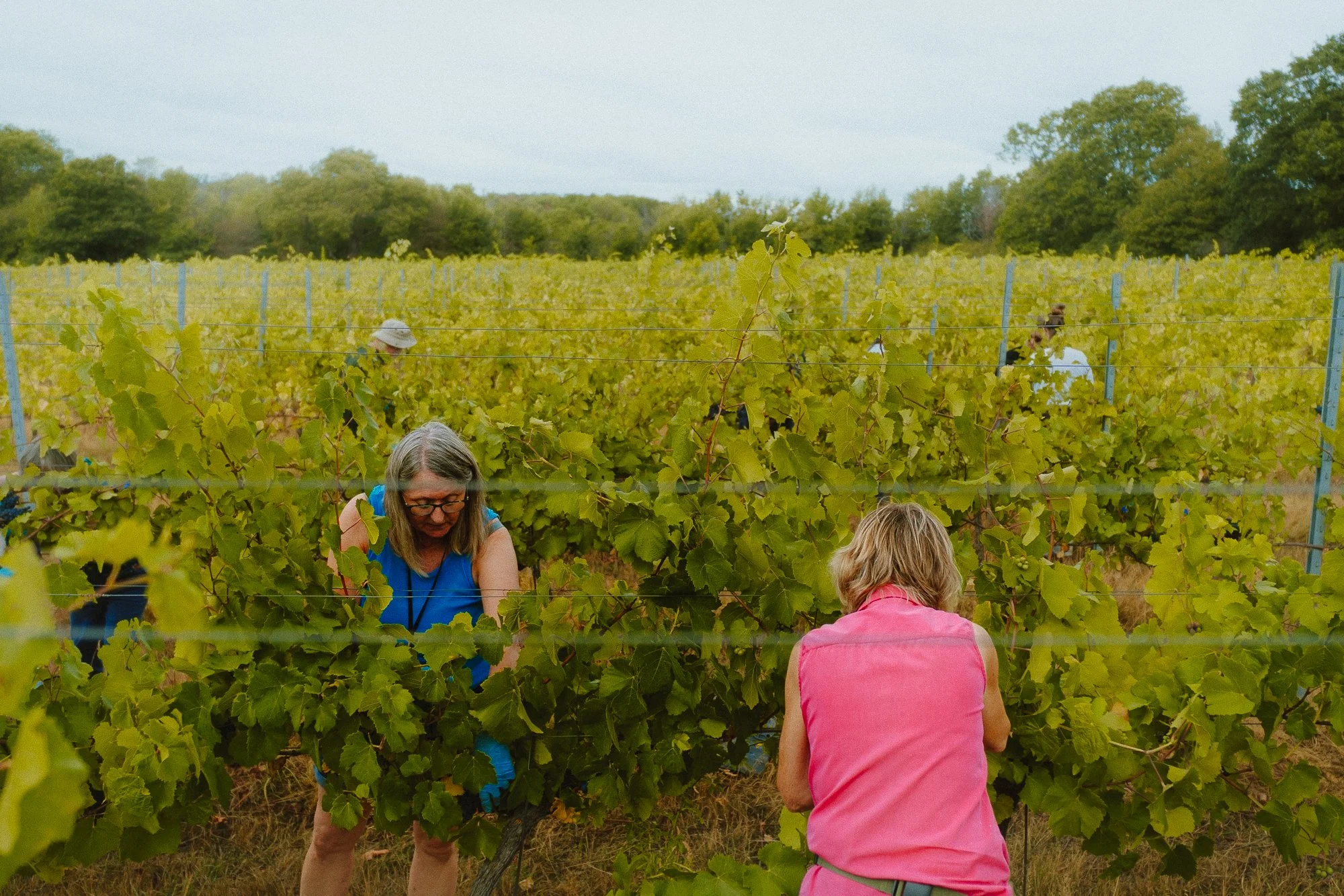 volunteers-picking-3.jpg