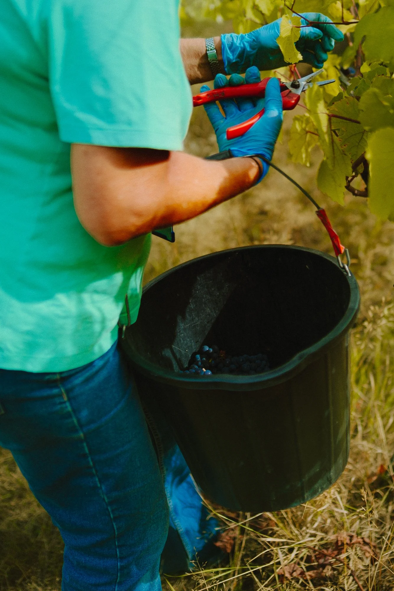 volunteers-picking.jpg