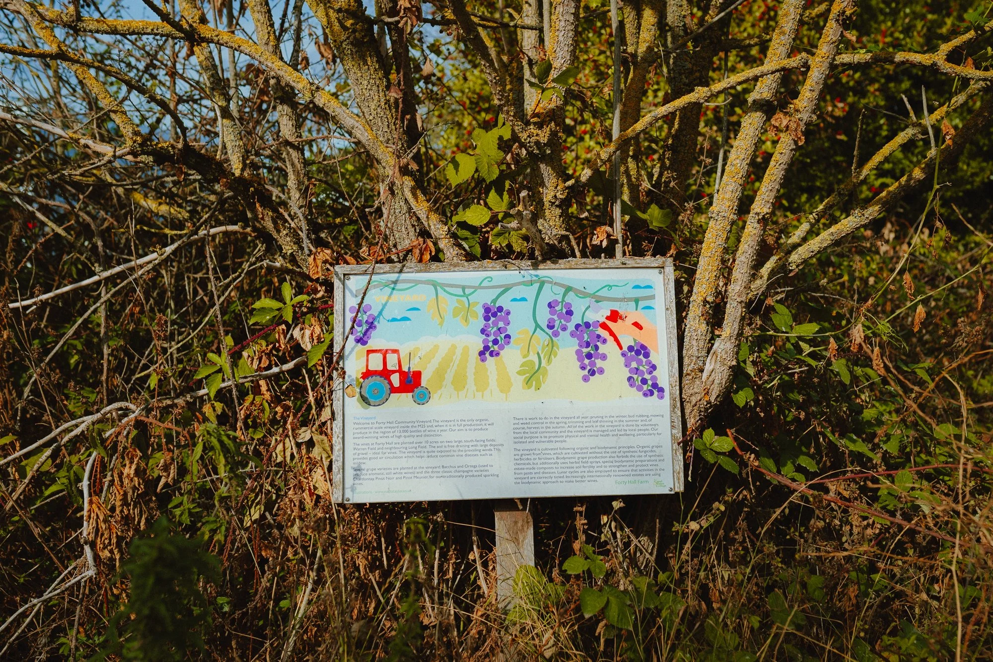 vineyard-entrance-sign.jpg