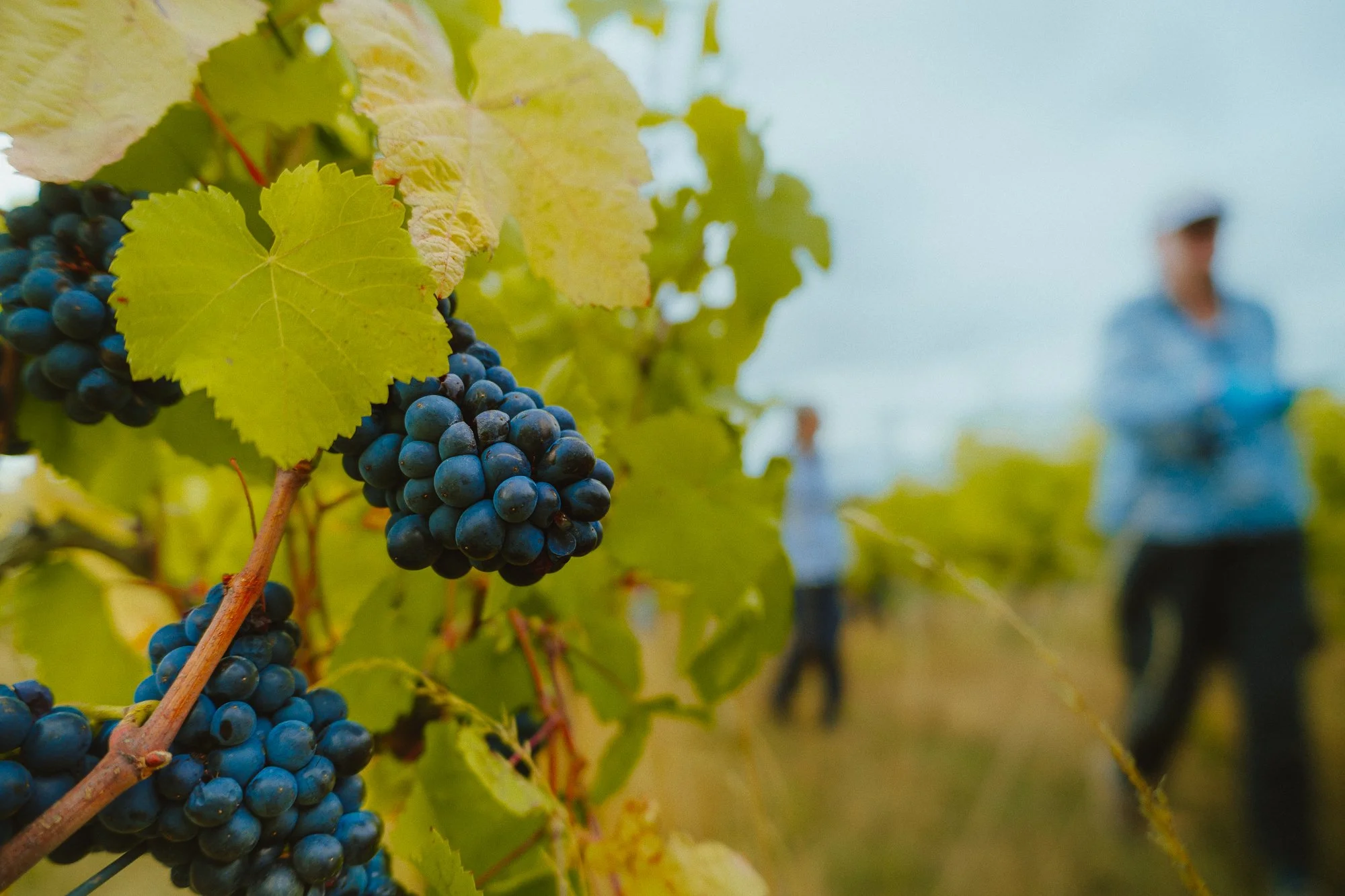Let’s Work Together —​​​ Community-Led Winemaking at Forty Hall Vineyard, Enfield, London