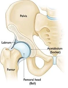 anatomie heup1.jpg