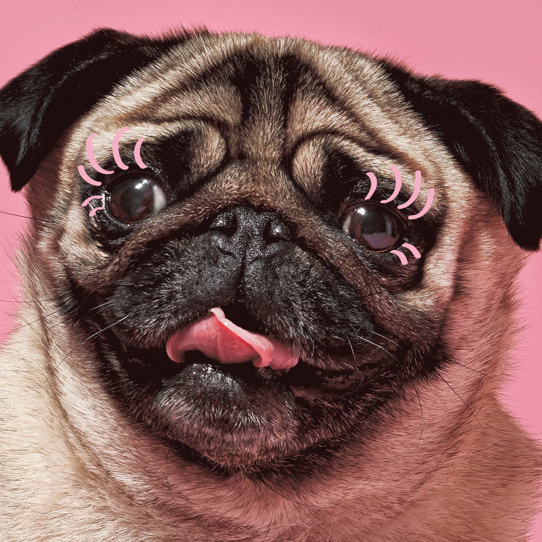 0223_IGF_LASHNROLL_PUG_2.gif