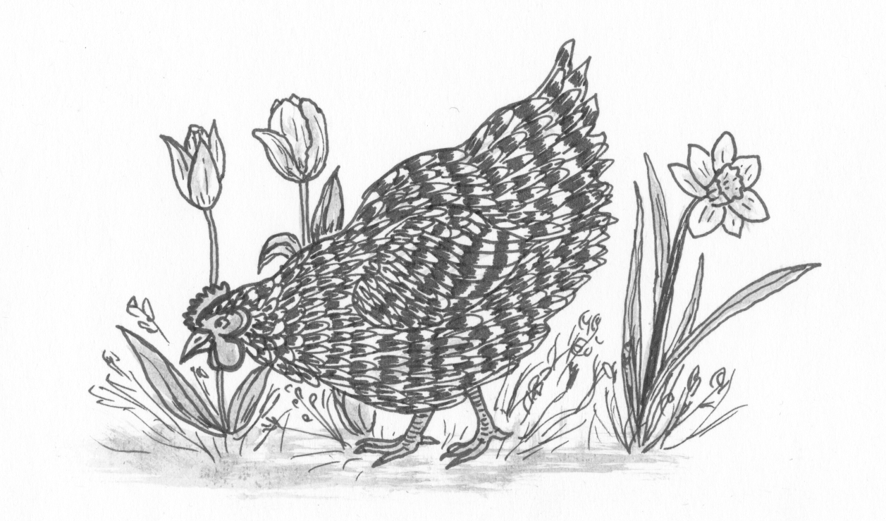 BEN_CH1_PIC1_chicken.png