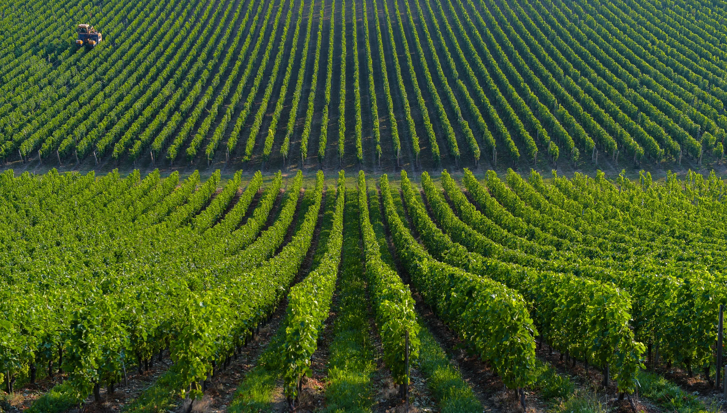 Vinyards.jpg