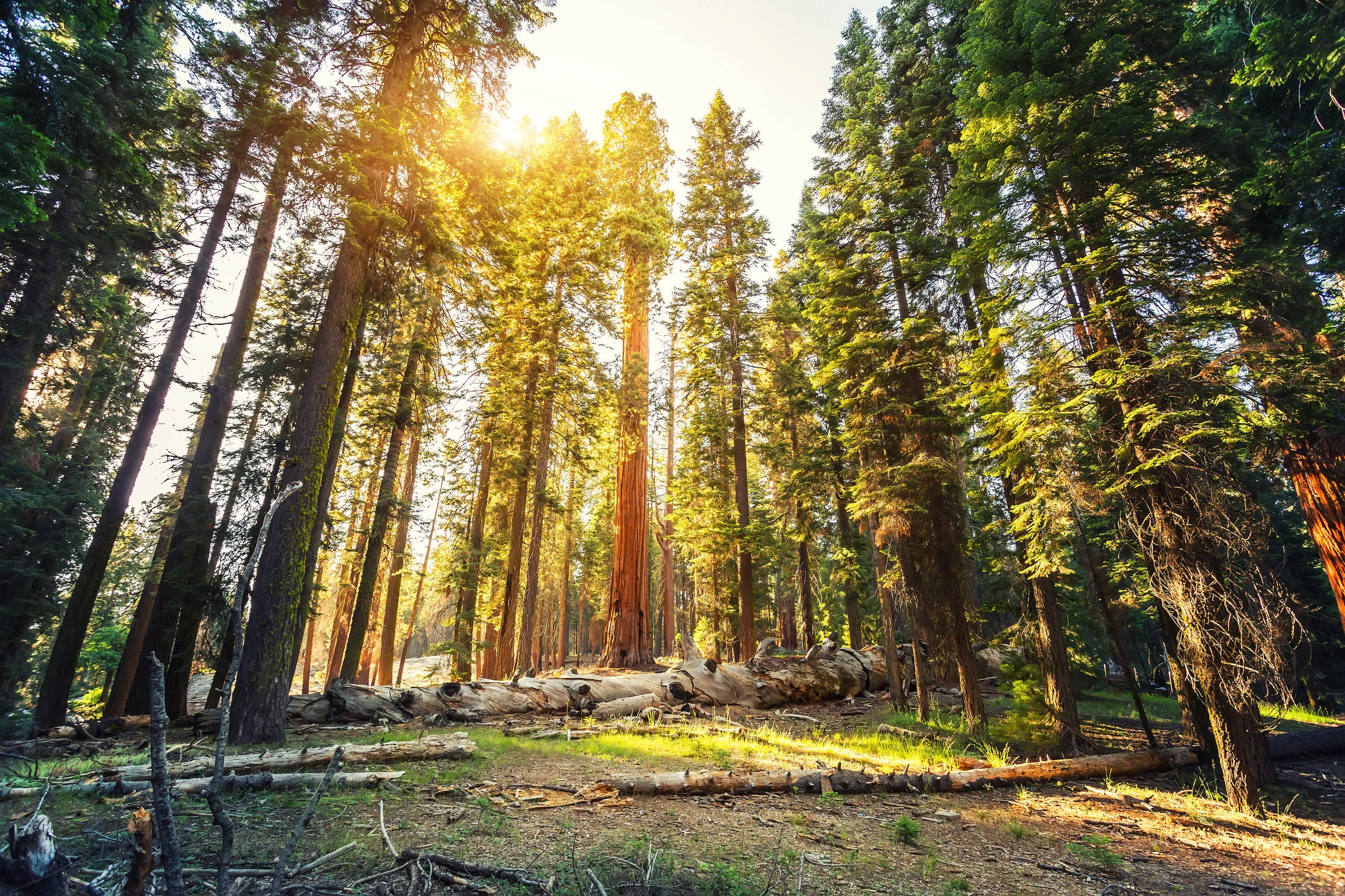 Redwoods.jpg