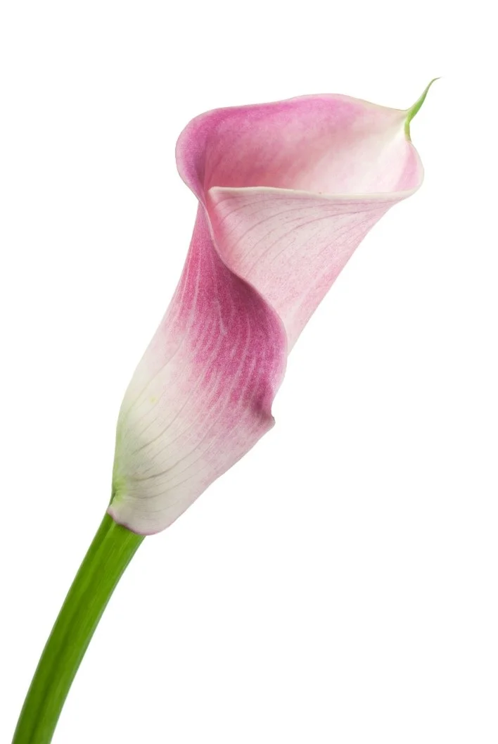 Cover+Picture1.jpg