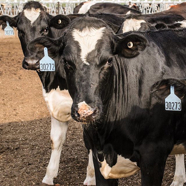 Why raise dairy heifers in west Kansas, you ask??? Well for starters we have a very arid climate that lends to a more comfortable atmosphere, we have an abundance of feed as far as the eyes can see, and WE LOVE DAIRY CATTLE.
.
.
#dairygood #dairy365 