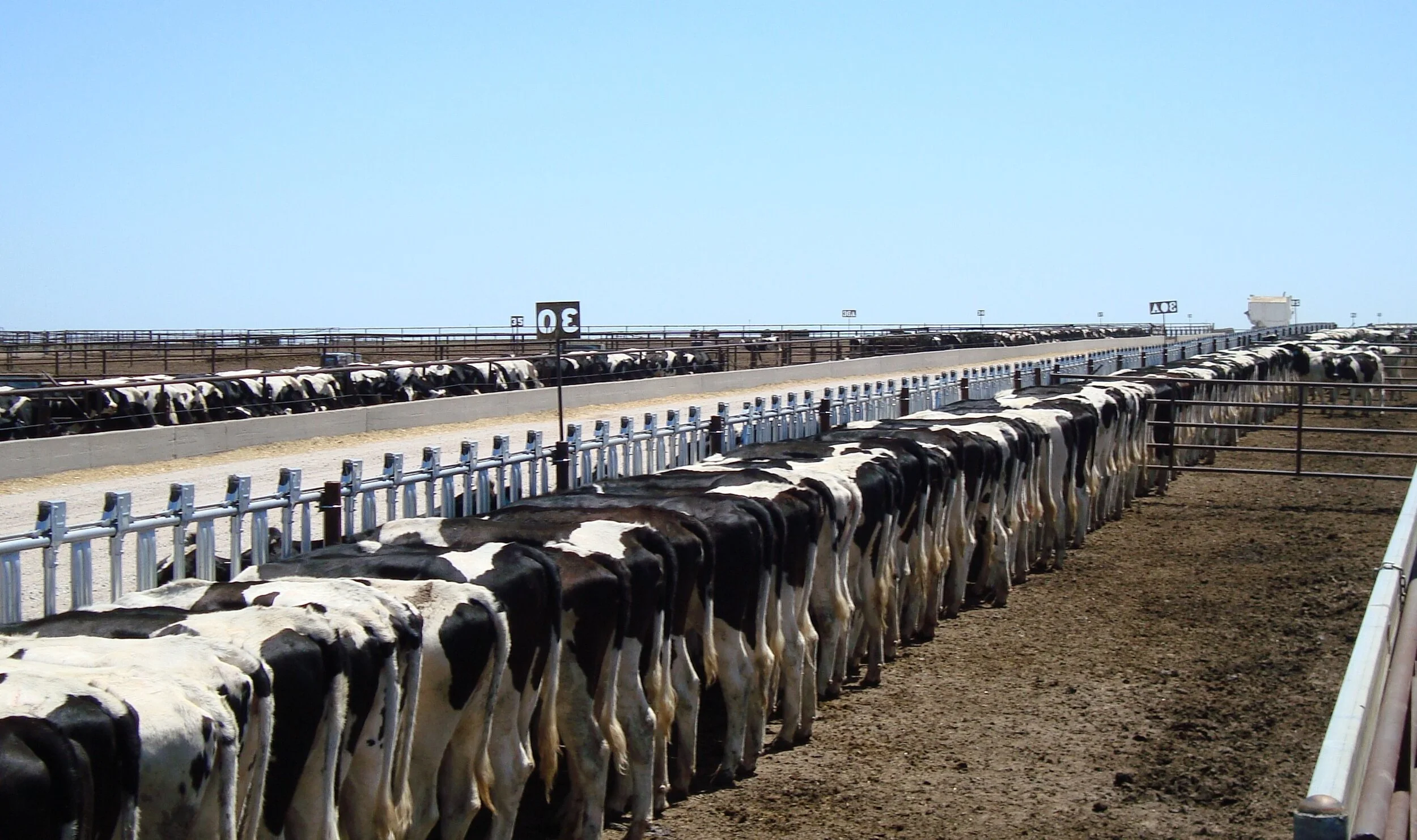 Circle Heifer Development 060.JPG