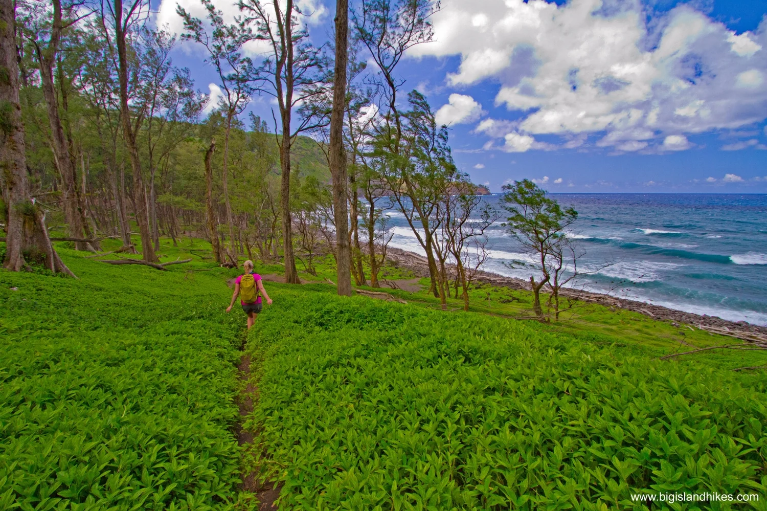 Pololū Valley — Big Island Hikes