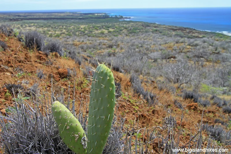 Cactus near the summit