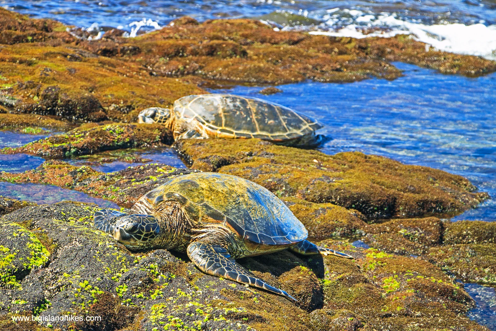 Honu - Green Sea Turtles