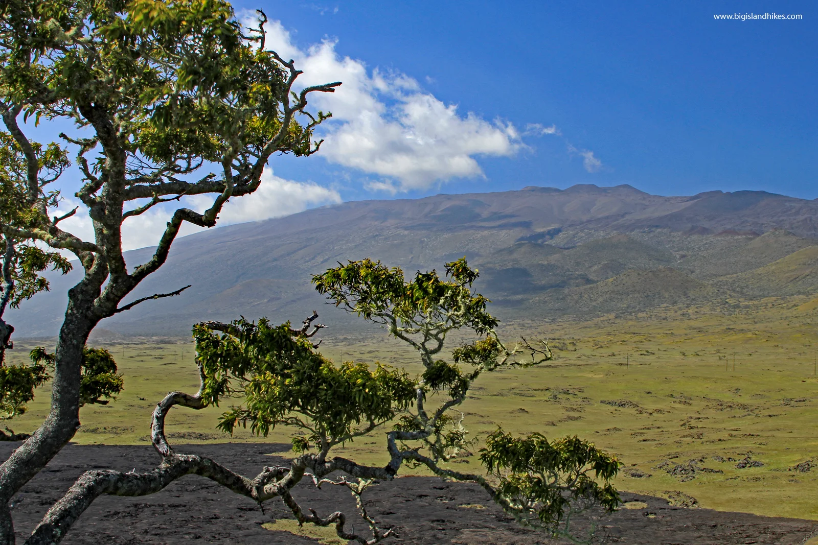 puu huluhulu view.jpg