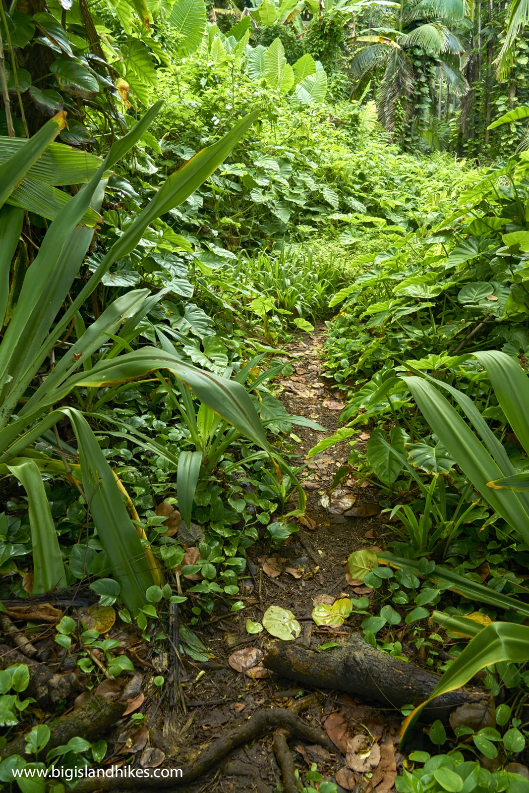 Alakahi Trail