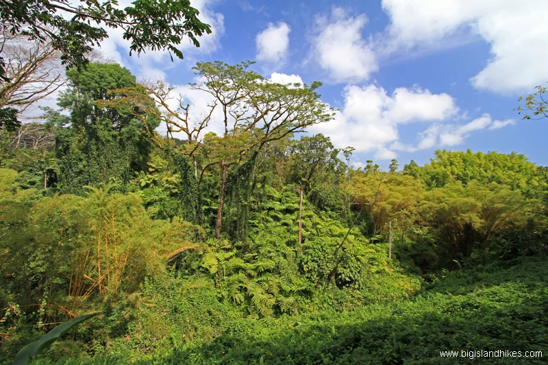 'Akaka Falls State Park Hiking